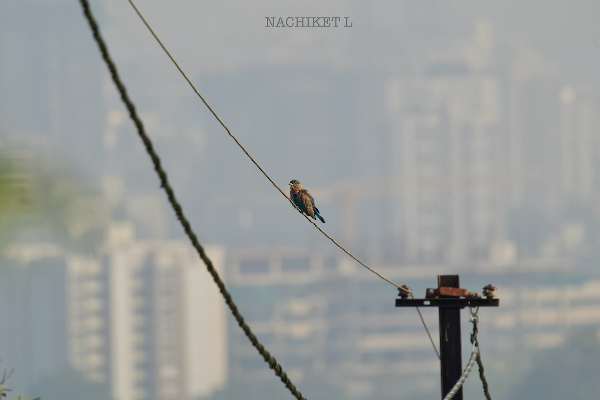 Indian Roller - ML643434657