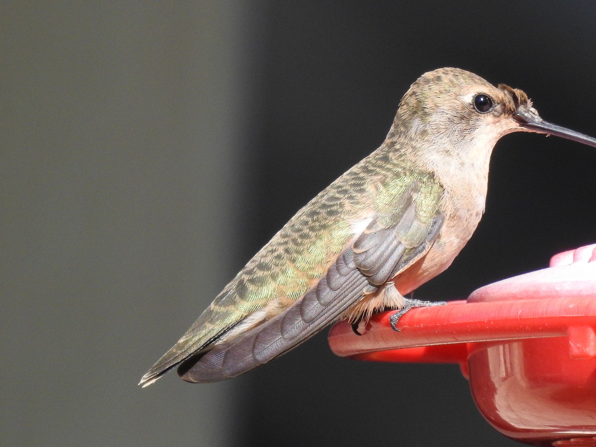Black-chinned Hummingbird - ML643434677