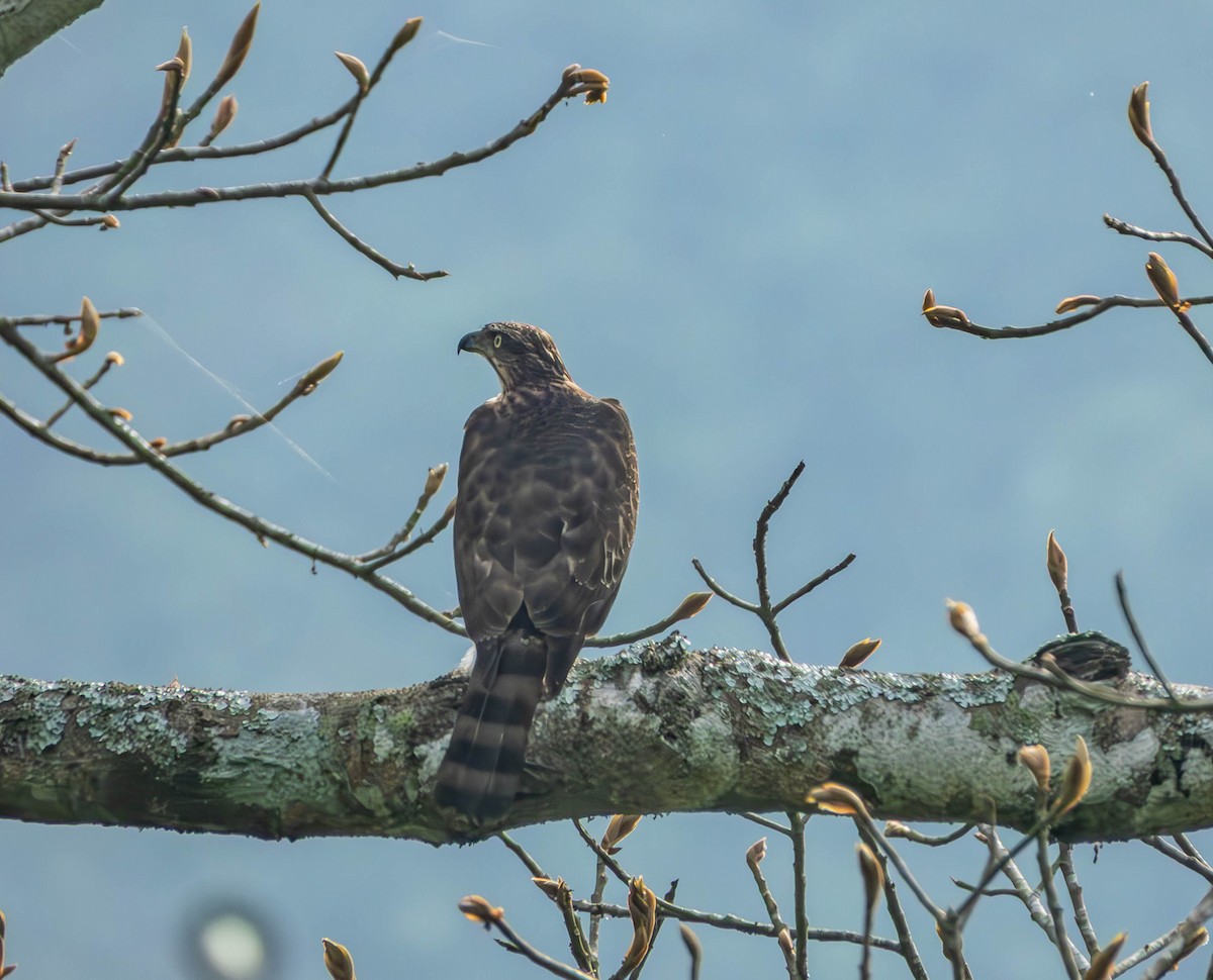Crested Goshawk - ML643434705