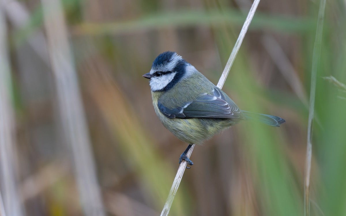 Eurasian Blue Tit - ML643434727