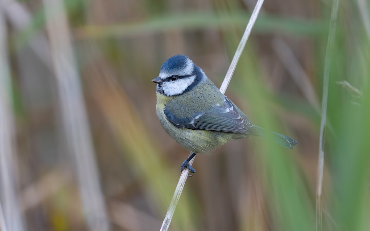 Eurasian Blue Tit - ML643434728