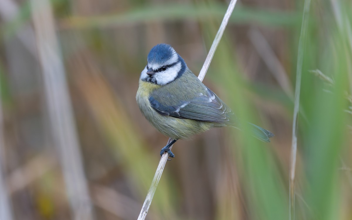 Eurasian Blue Tit - ML643434729