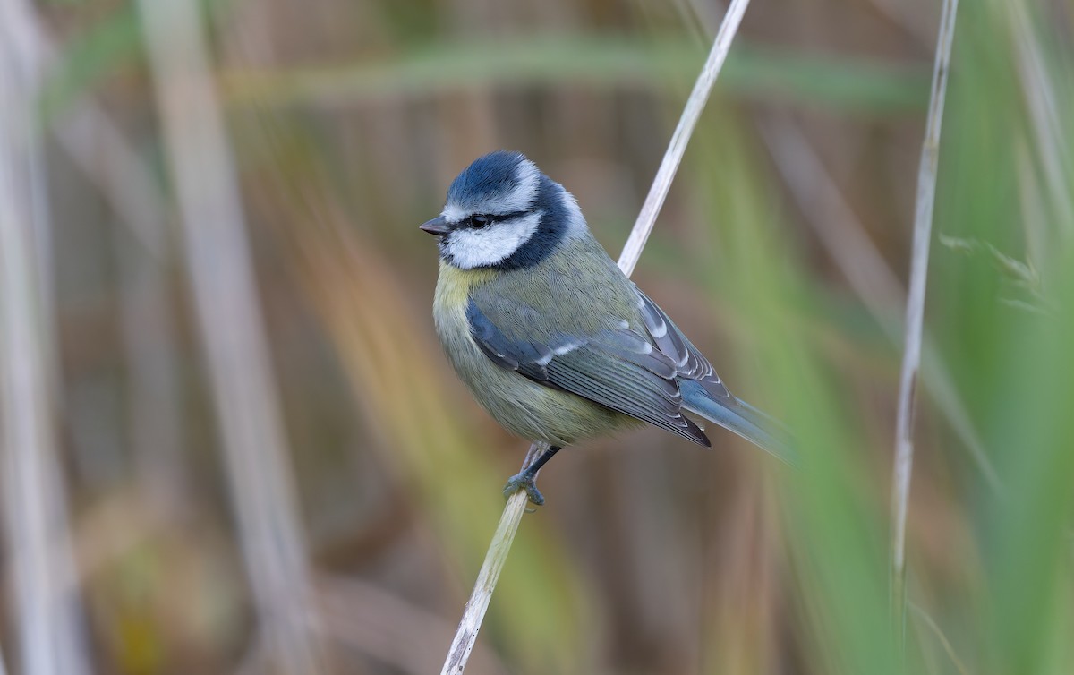 Eurasian Blue Tit - ML643434730