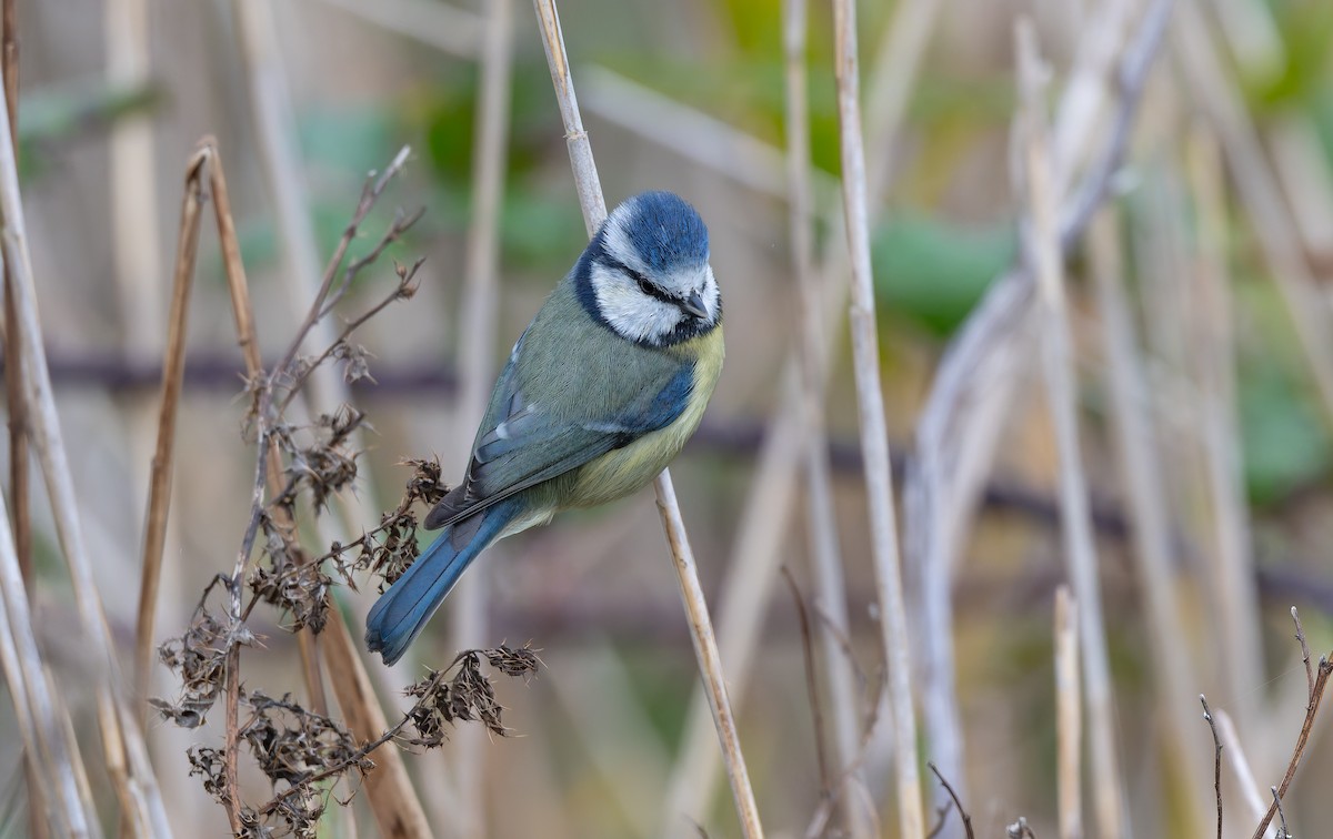 Eurasian Blue Tit - ML643434734