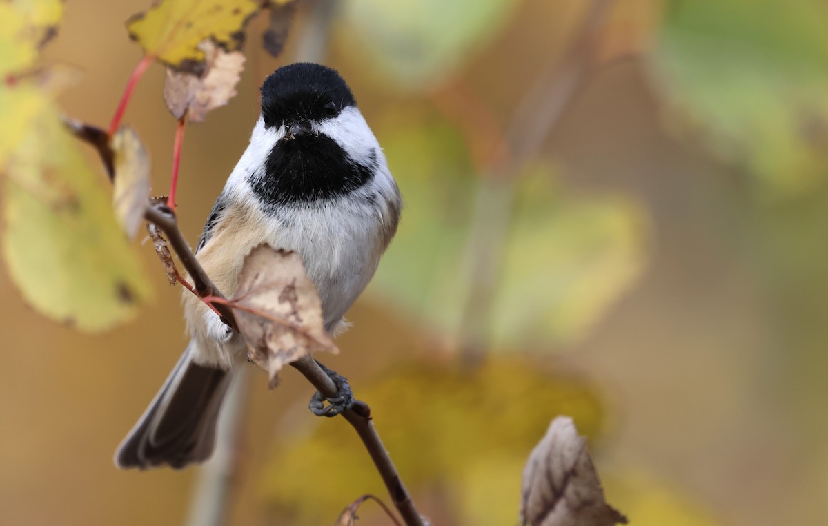 Black-capped Chickadee - ML643434735