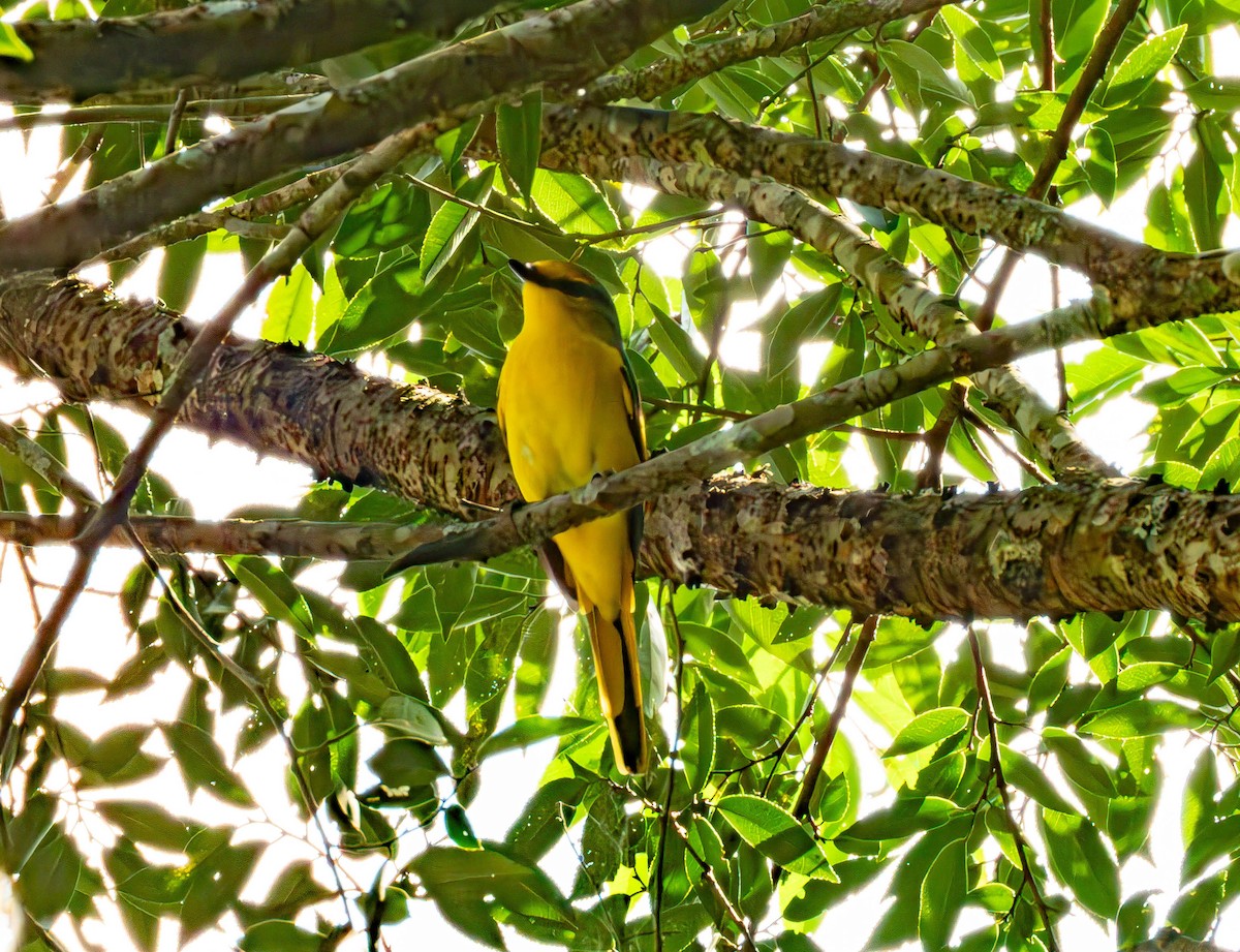 Scarlet Minivet - ML643434736