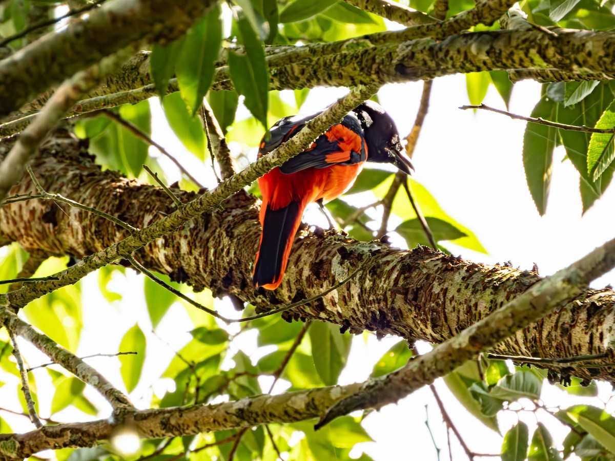 Scarlet Minivet - ML643434738