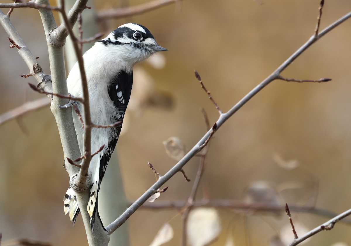 Downy Woodpecker - ML643434741