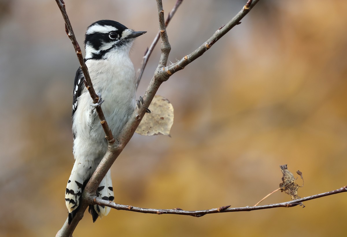 Downy Woodpecker - ML643434744