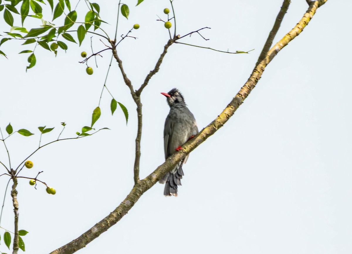 svartbylbyl - ML643434750