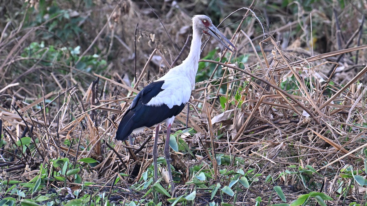 Maguari Stork - ML643434763