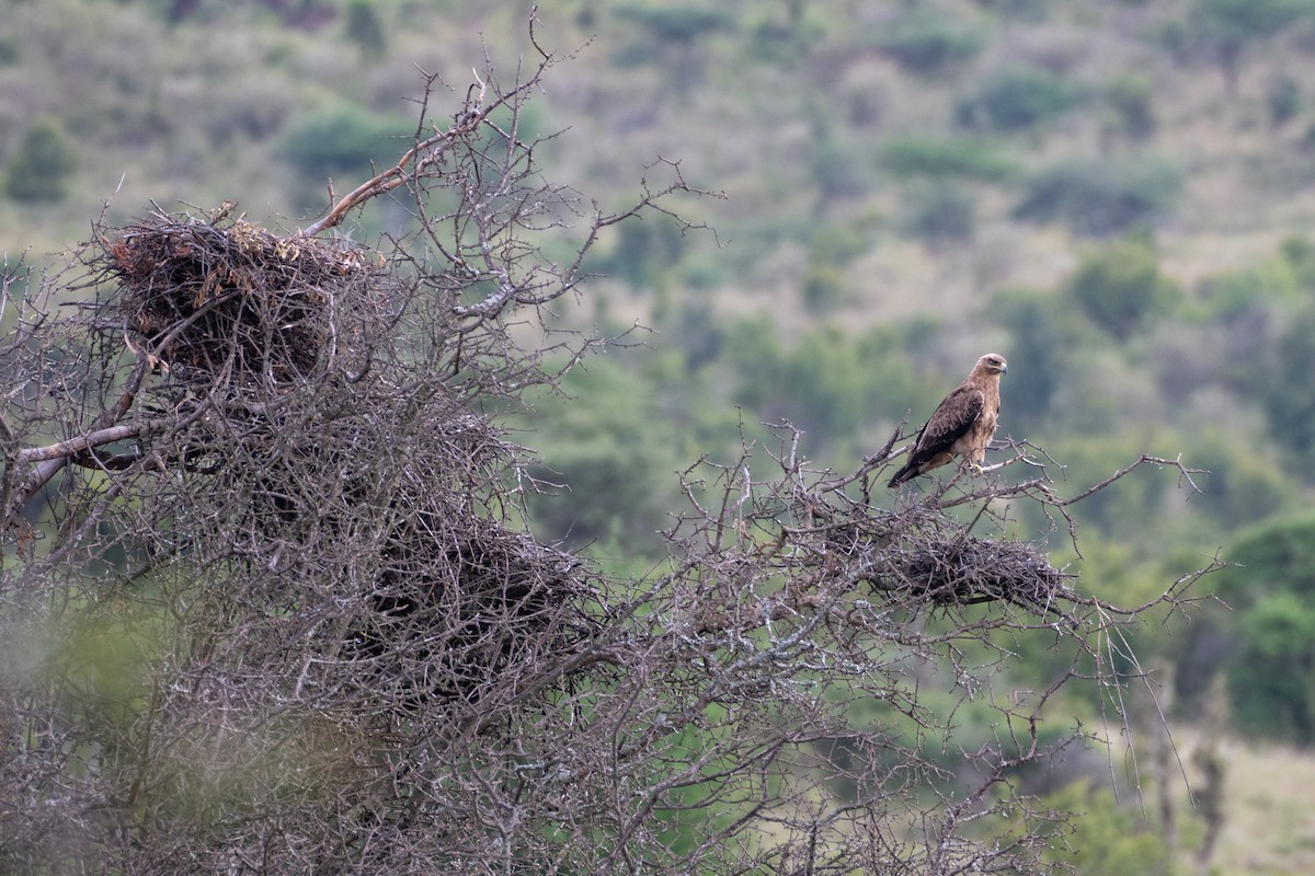 Tawny Eagle - ML643434764