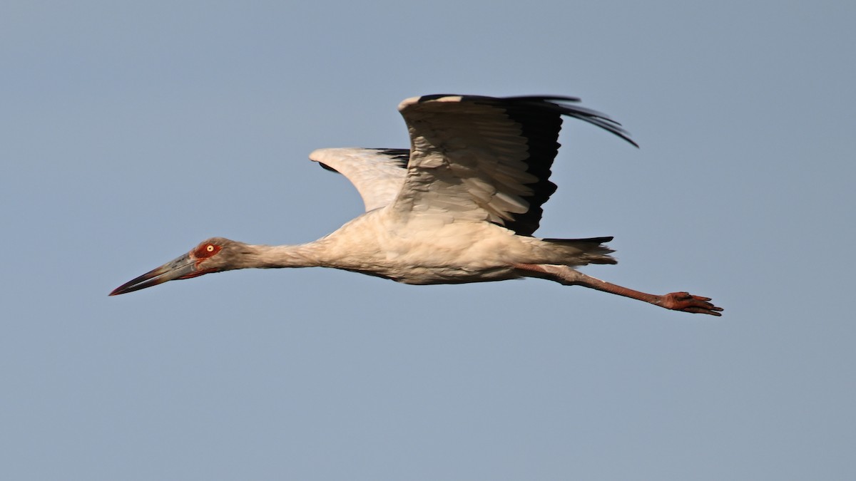 Maguari Stork - ML643434770