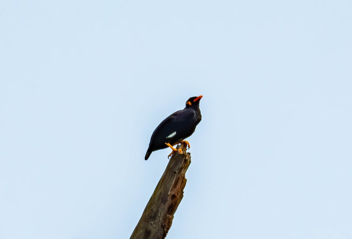 Common Hill Myna - ML643434772