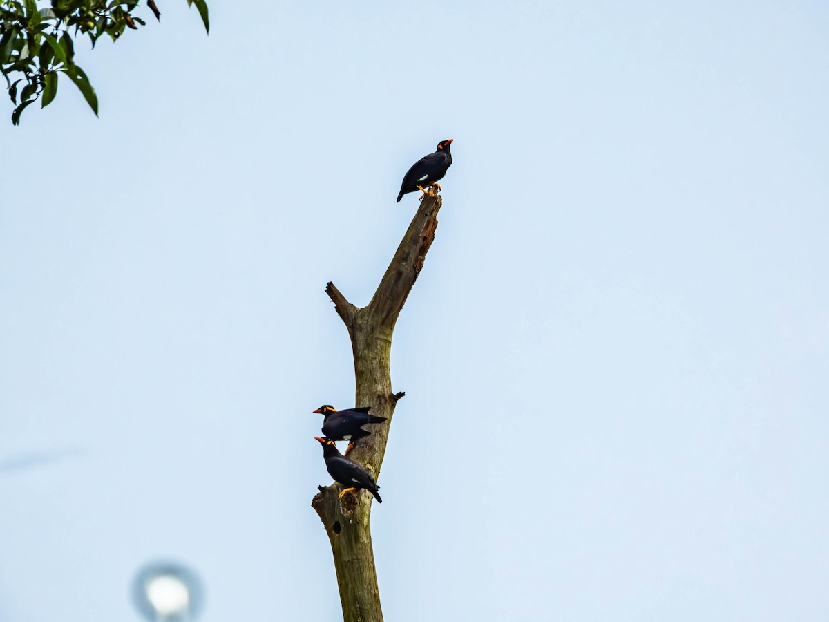 Common Hill Myna - ML643434773