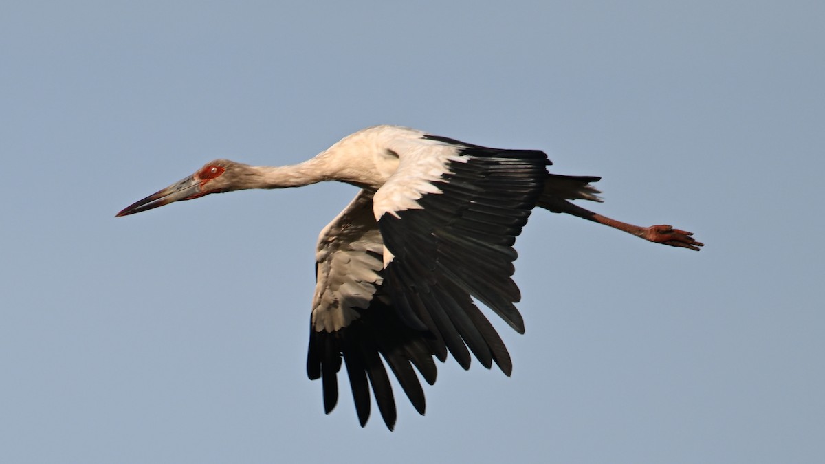 Maguari Stork - ML643434778