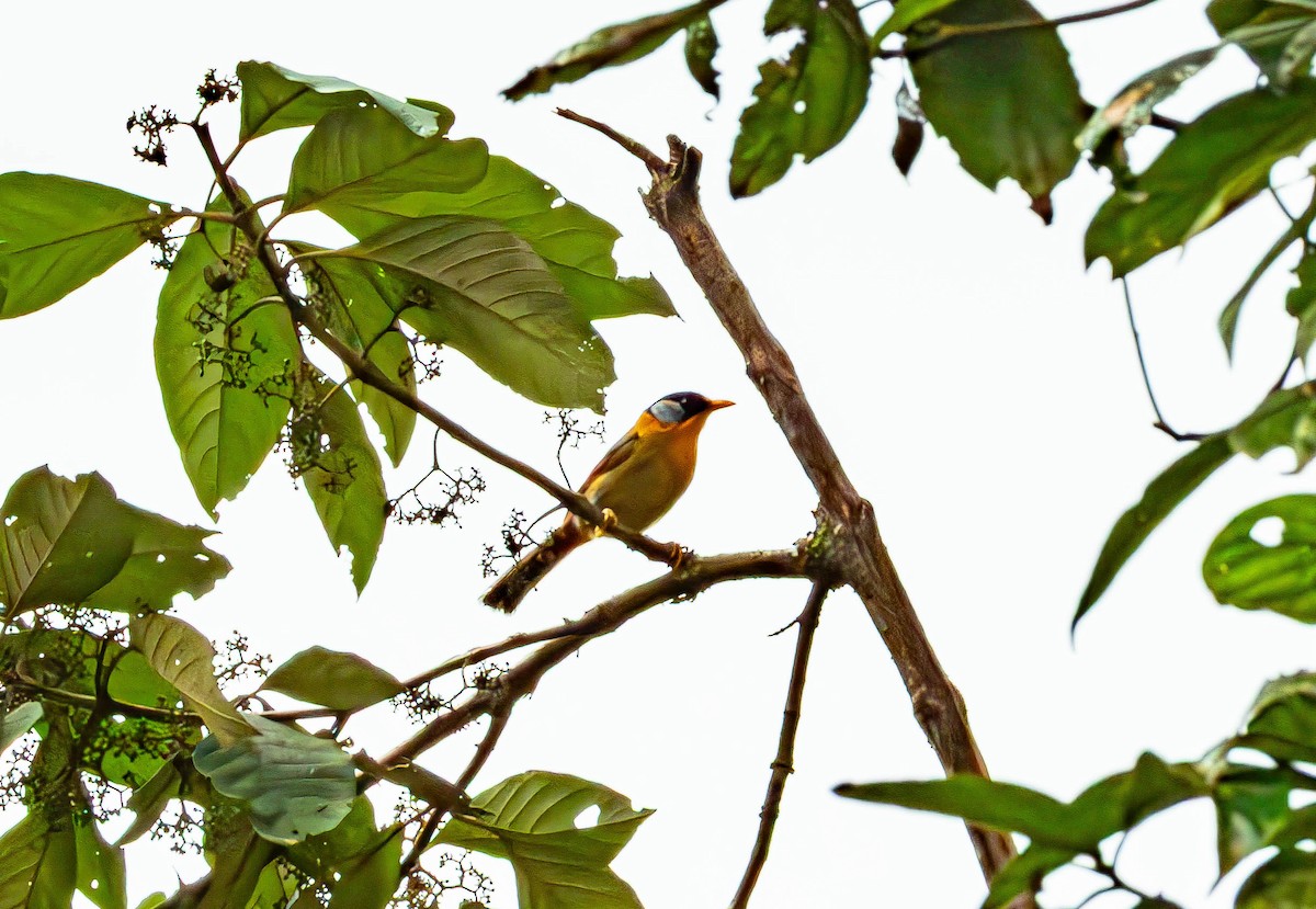 Silver-eared Mesia - ML643434790