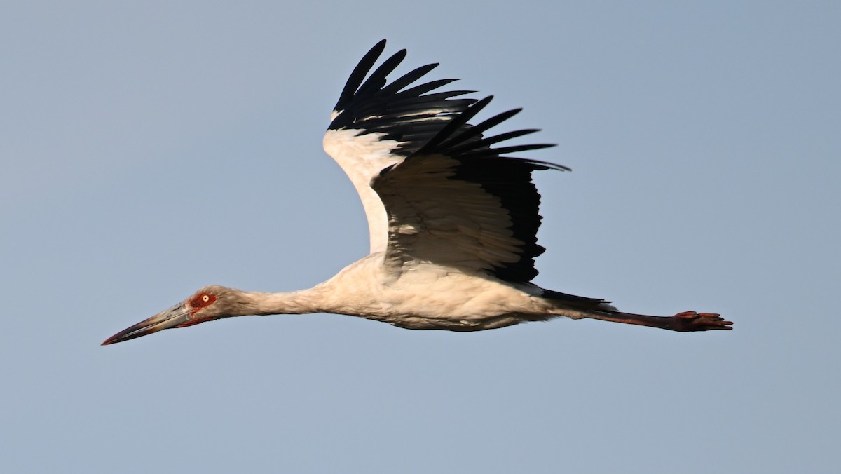 Maguari Stork - ML643434791