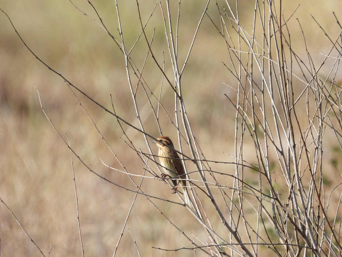 蘆鵐 - ML643434792