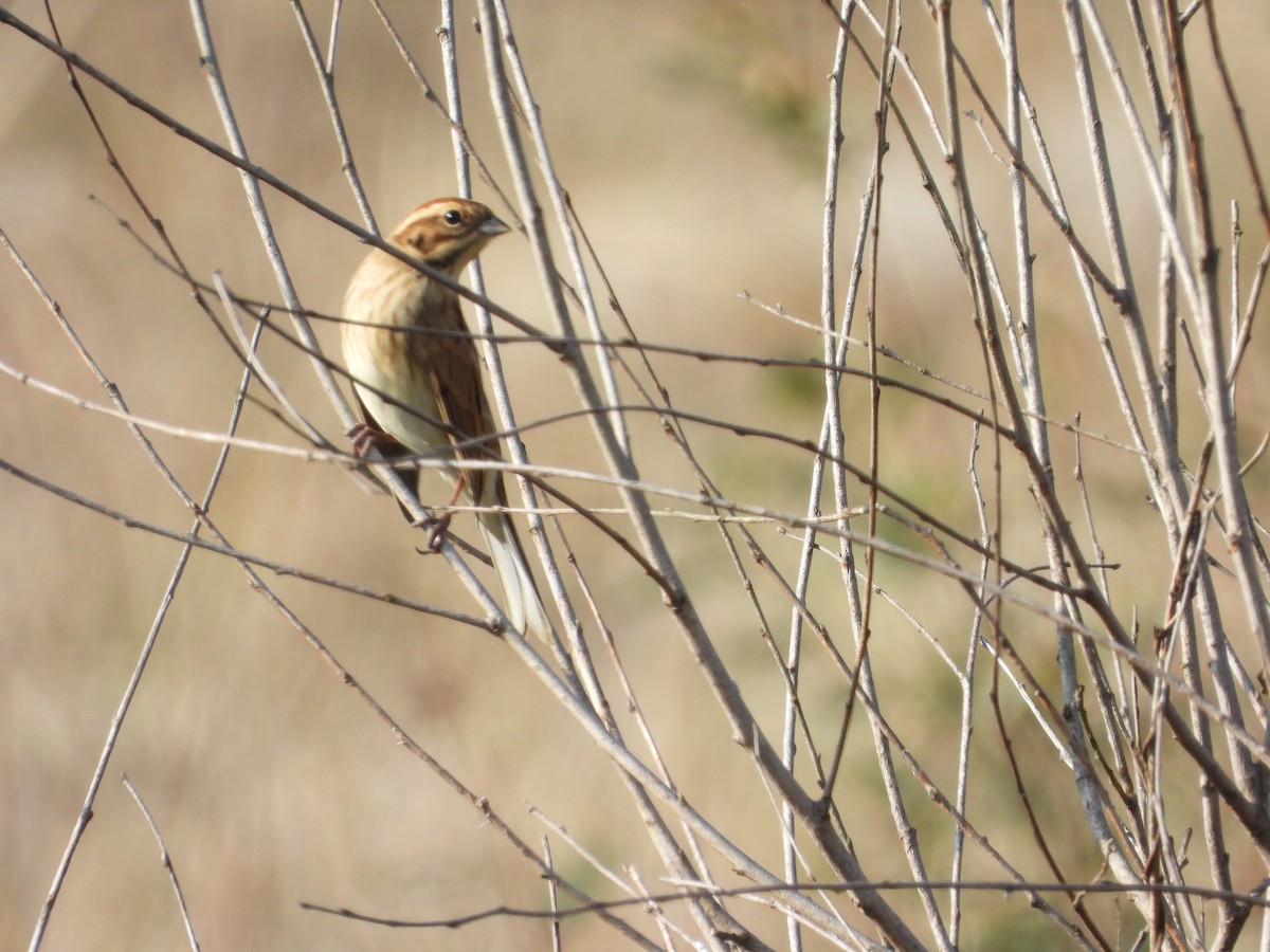 蘆鵐 - ML643434794