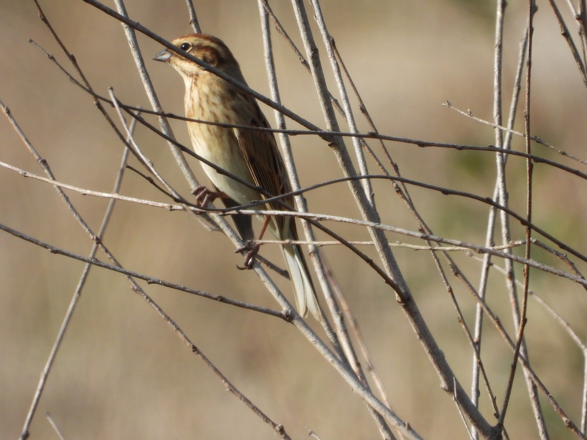 蘆鵐 - ML643434796