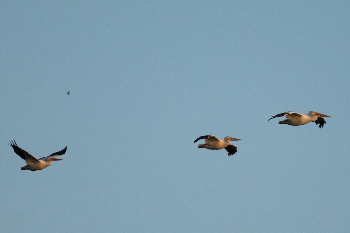 American White Pelican - ML643434800