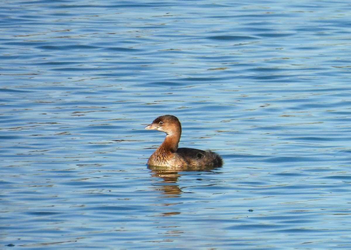 Pied-billed Grebe - ML643434804