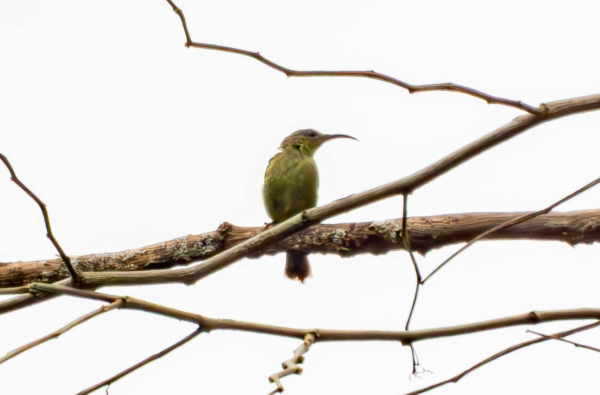 Crimson Sunbird - ML643434809