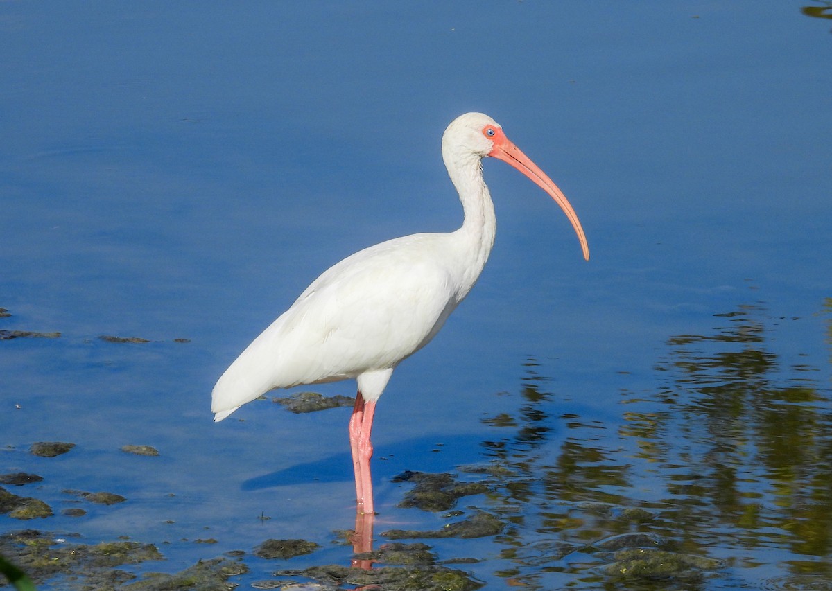 Ibis blanc - ML643434810
