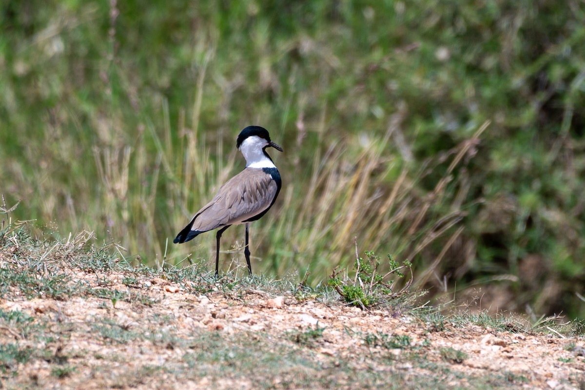 Spur-winged Lapwing - ML643434818