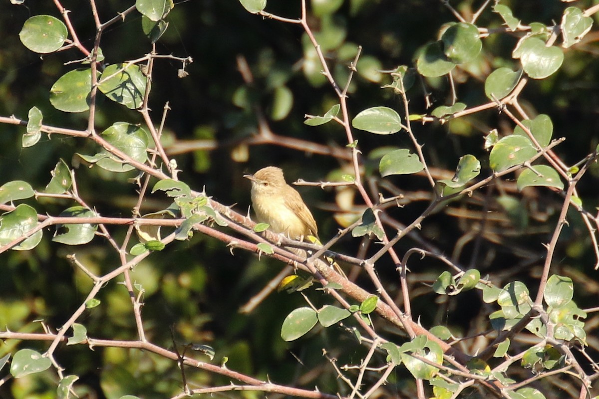 Plain Prinia - ML643434819
