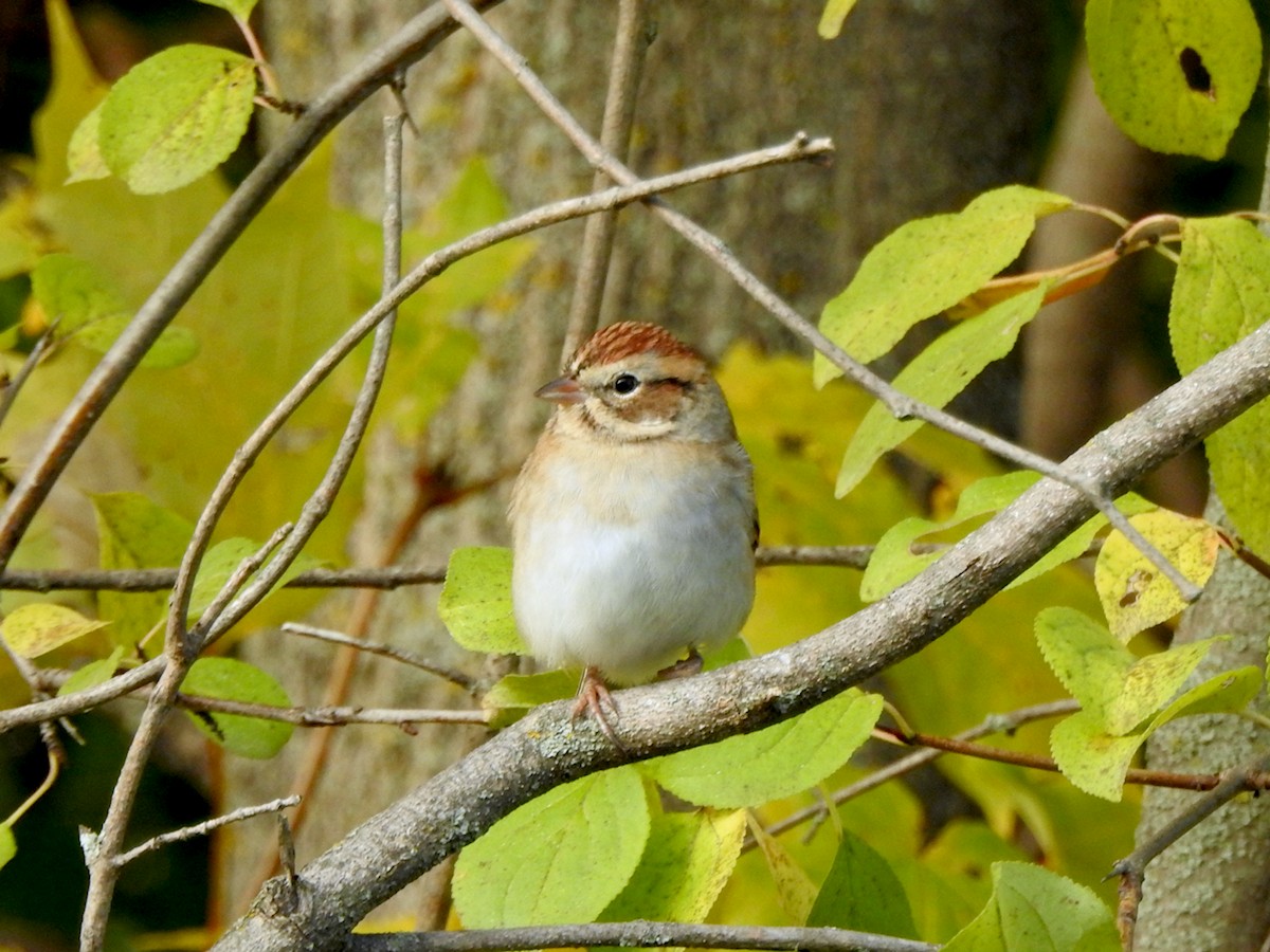 Chipping Sparrow - ML643434820
