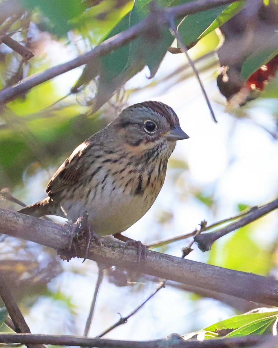 Lincoln's Sparrow - ML643434821