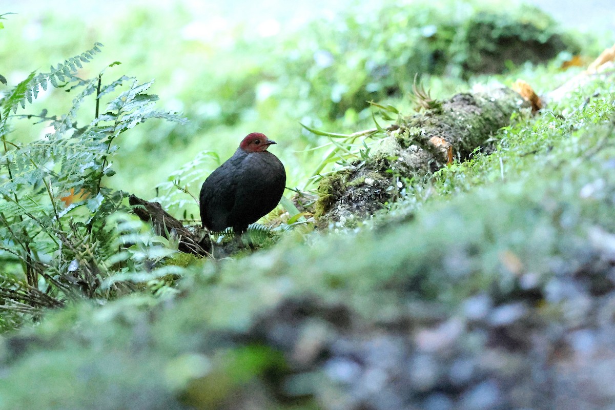 Crimson-headed Partridge - ML643434882