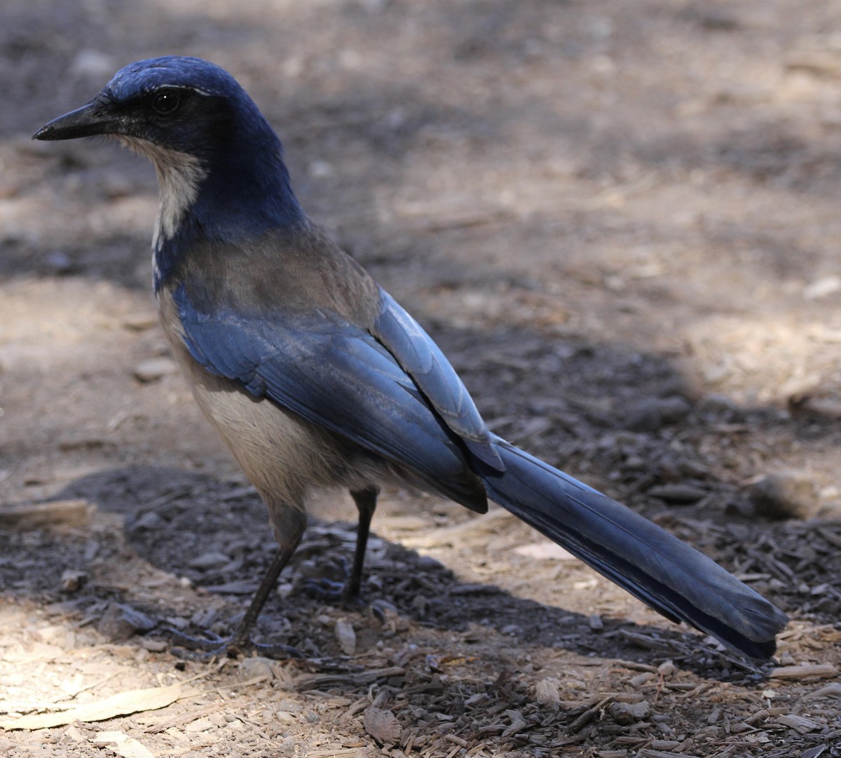 Island Scrub-Jay - ML643434890