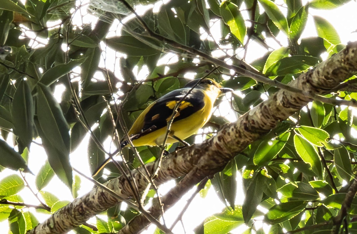 Scarlet Minivet - ML643434906