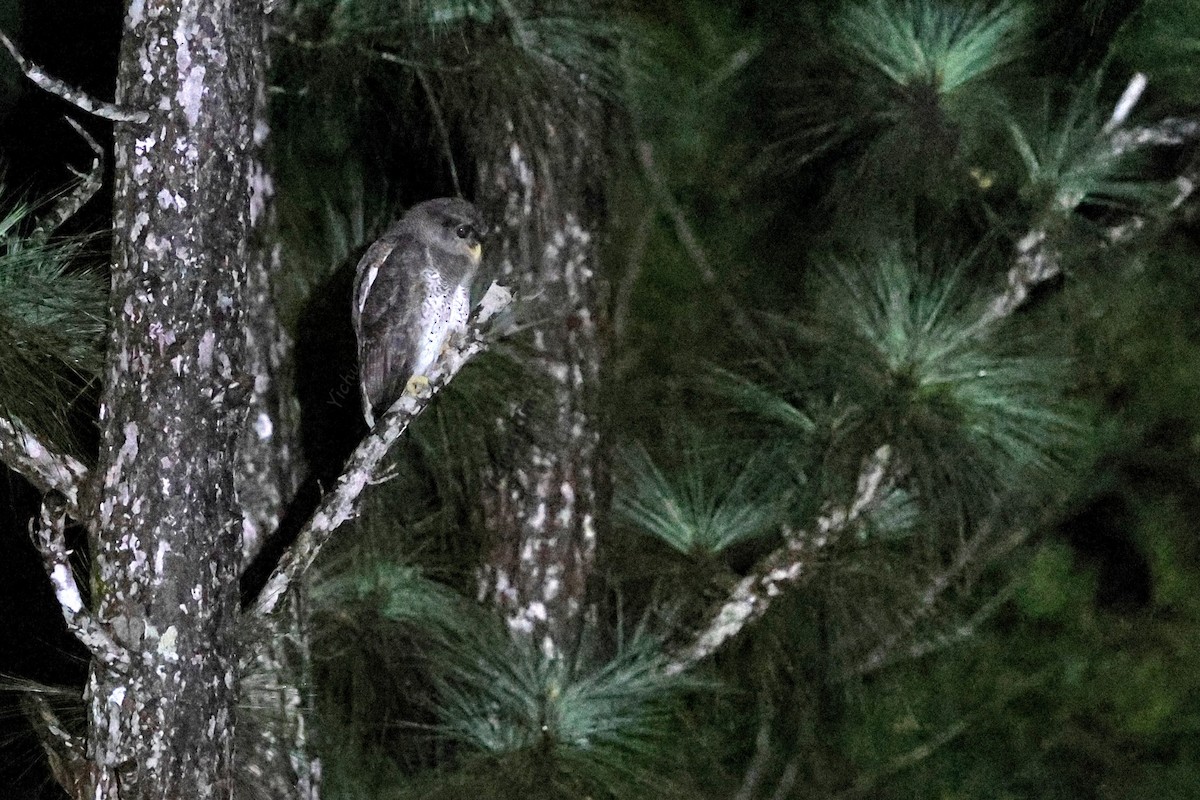 Barred Eagle-Owl - ML643434909