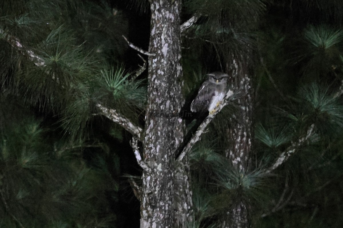 Barred Eagle-Owl - ML643434910