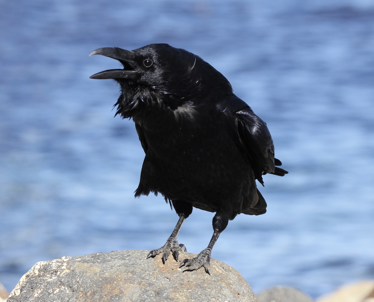Common Raven - ML643434913