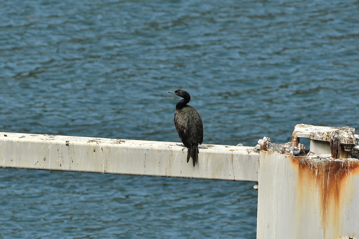 Pelagic Cormorant - ML643434914
