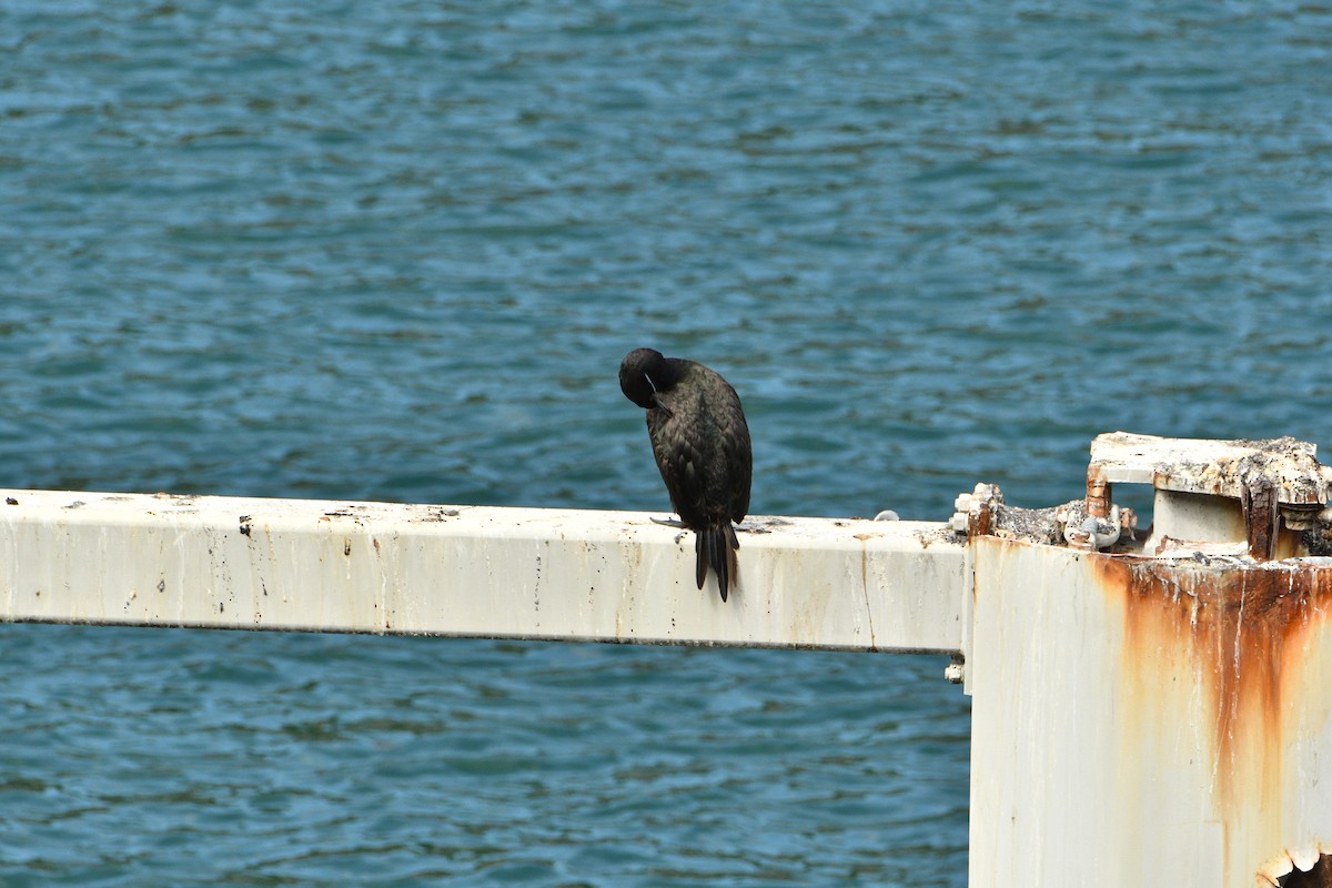 Pelagic Cormorant - ML643434915