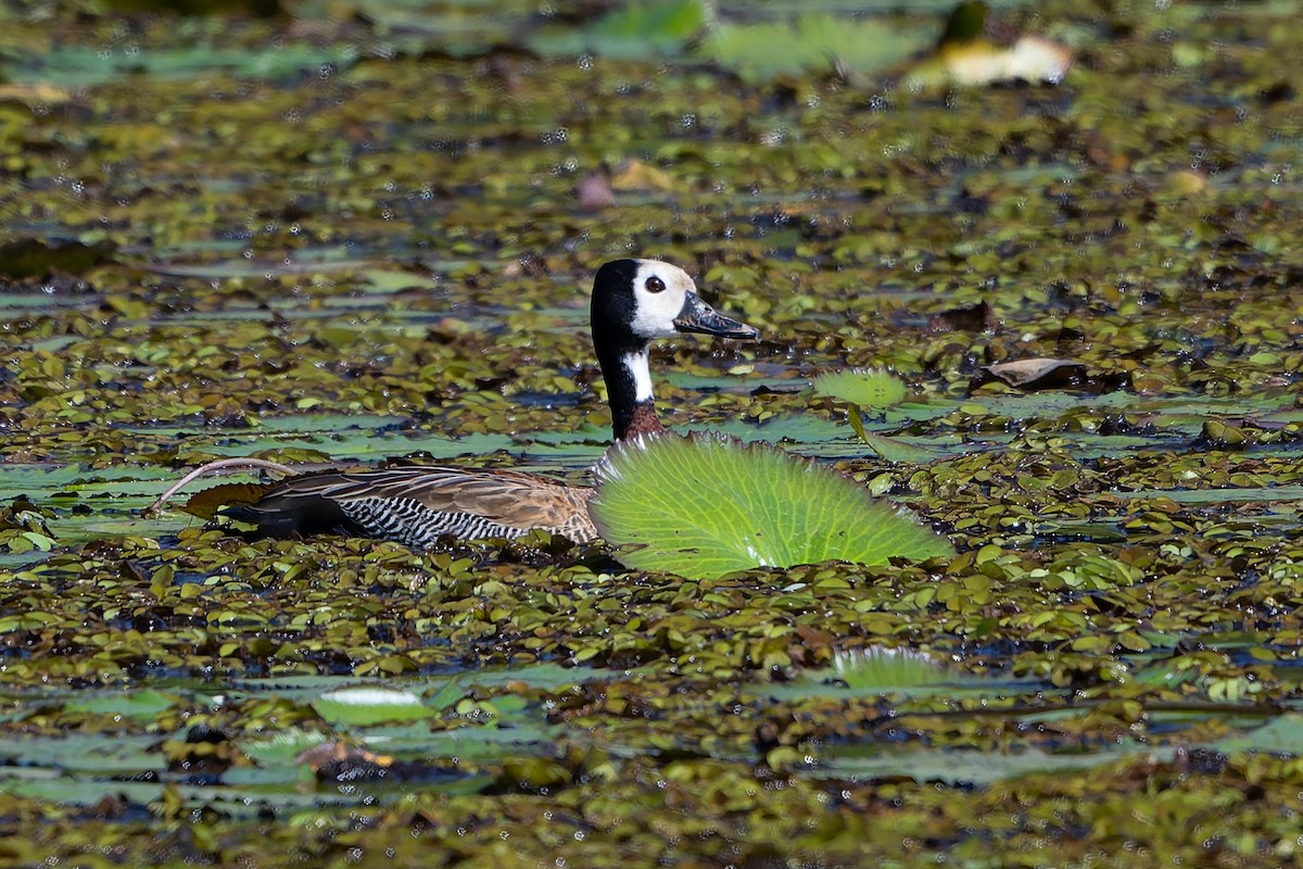 White-faced Whistling-Duck - ML643434922