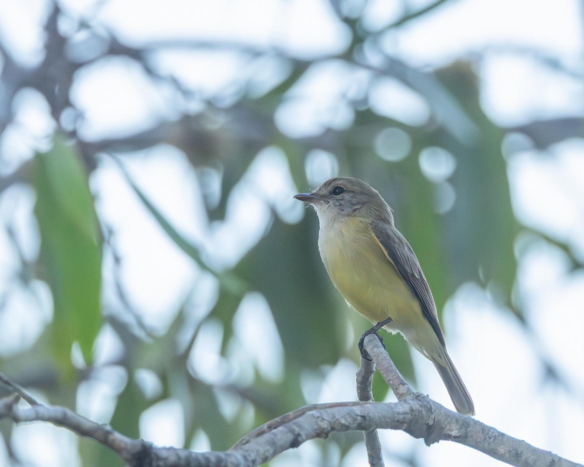 Lemon-bellied Flyrobin - ML643434927