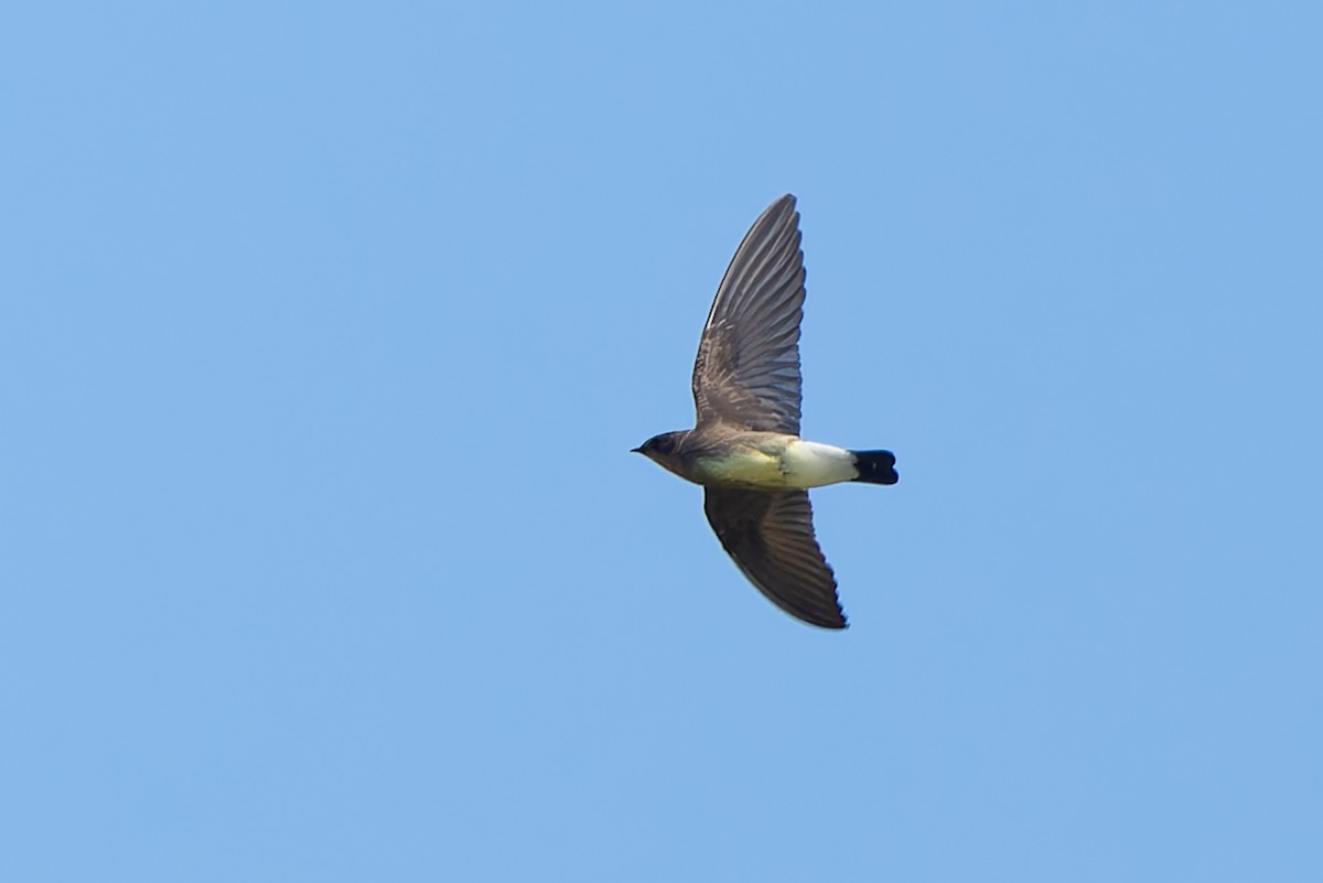 Southern Rough-winged Swallow - ML643434928