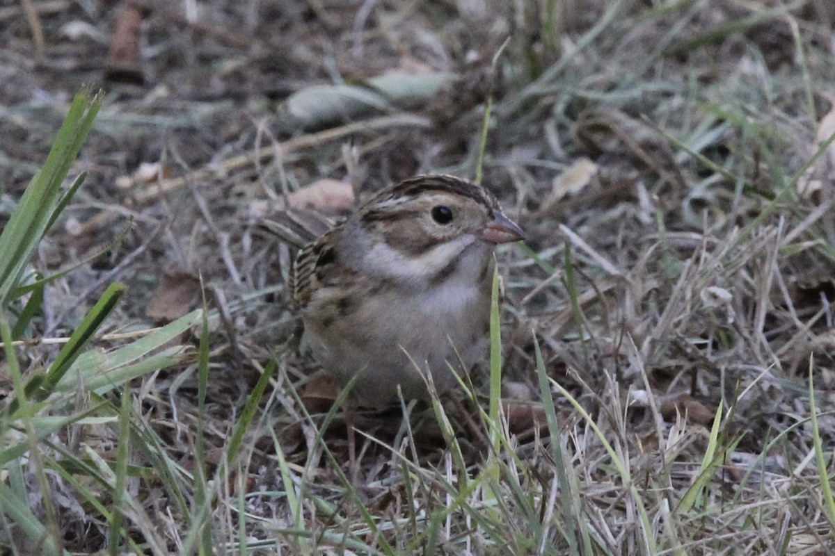 Clay-colored Sparrow - ML643434936