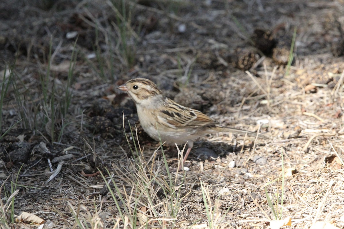 Clay-colored Sparrow - ML643434937