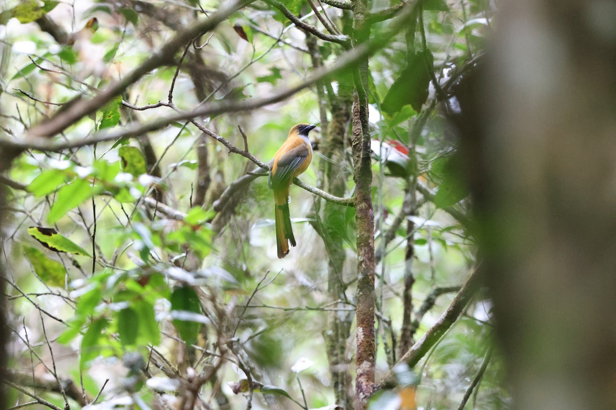 Whitehead's Trogon - ML643434938