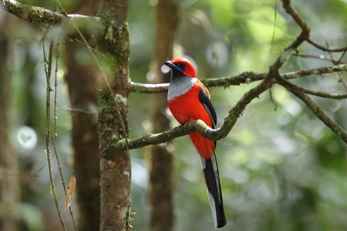Whitehead's Trogon - ML643434939