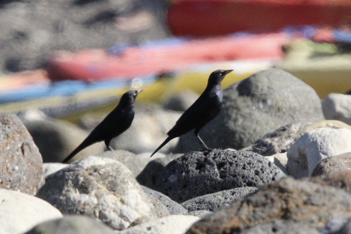 Brewer's Blackbird - ML643434942