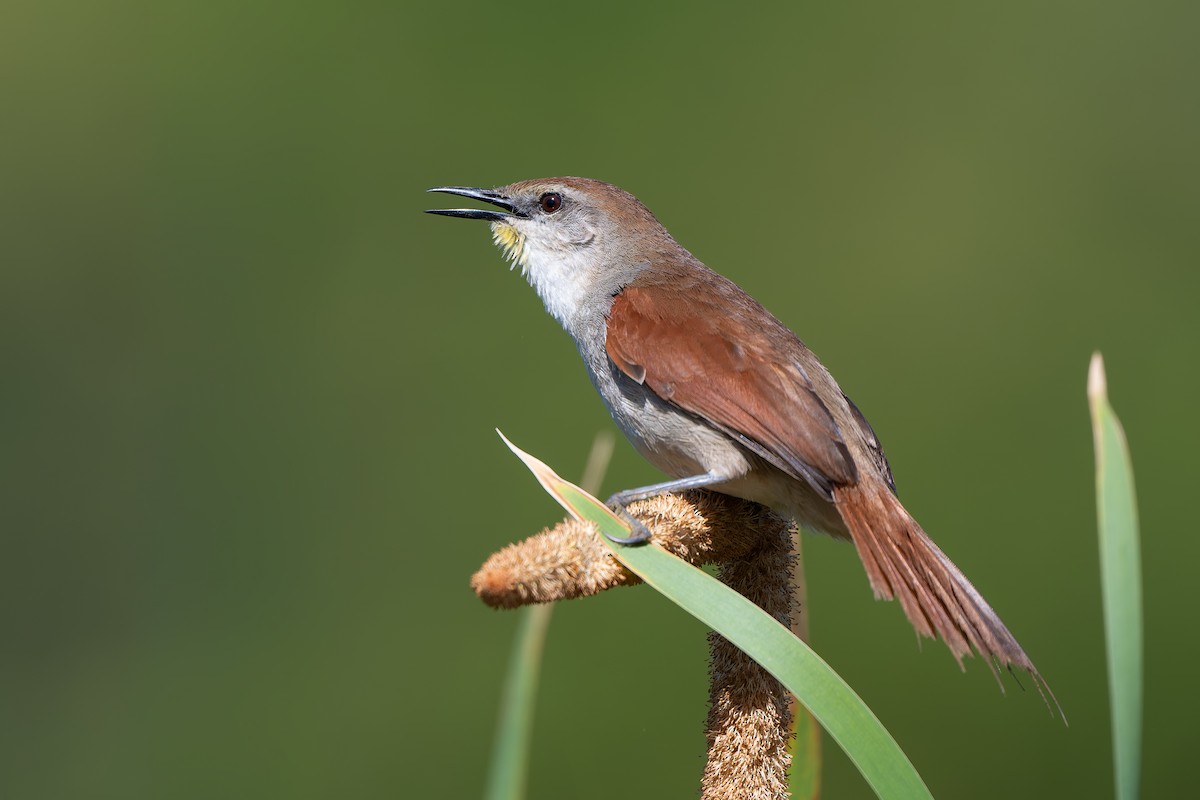 Yellow-chinned Spinetail - ML643434944